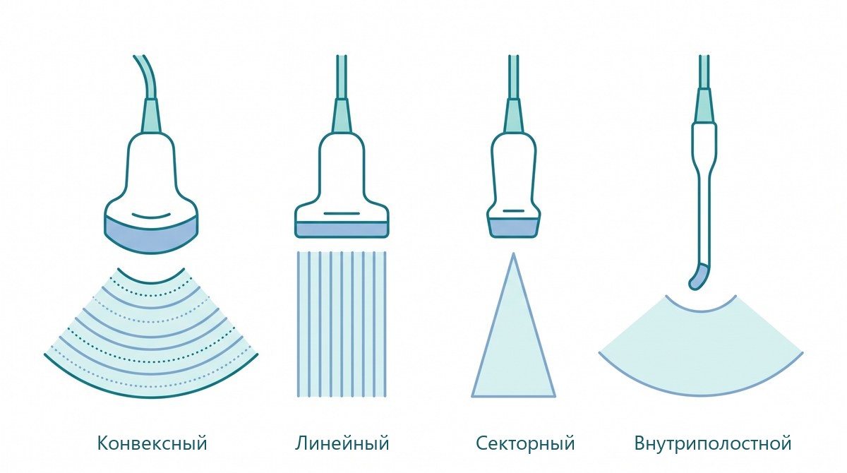 Основные типы ультразвуковых датчиков: конвексный, линейный, секторный, внутриполостной